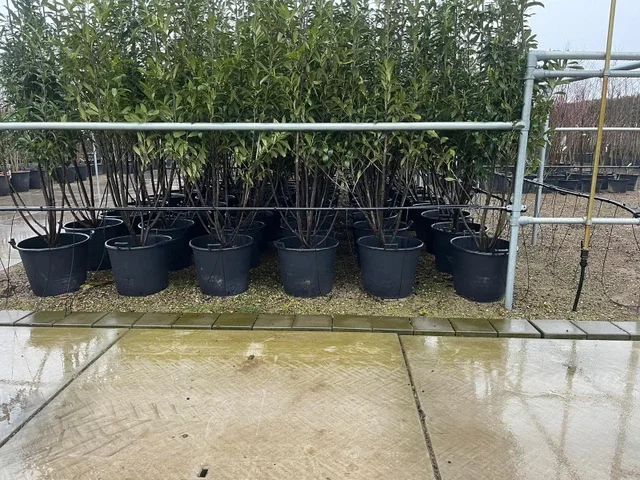 Prunus Laurocerasus Caucasica Mehrstämmig (Kirschlorbeer)