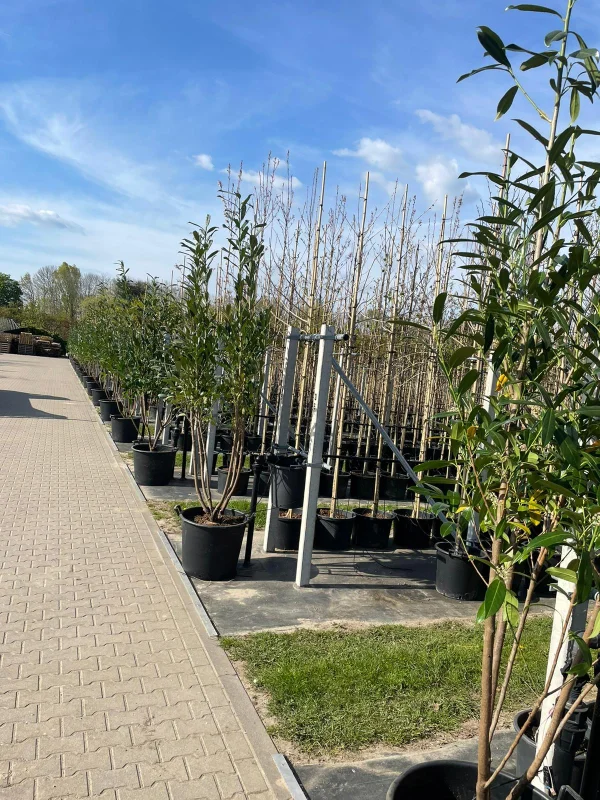 Prunus laurocerasus Caucasica Meerstammig (Laurier)-6