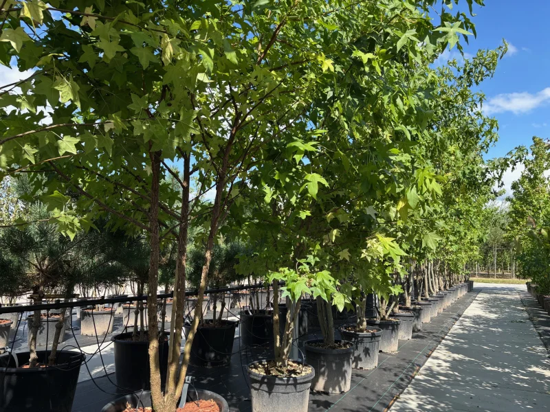 Liquidambar Styraciflua Meerstammig (Amberboom)-2