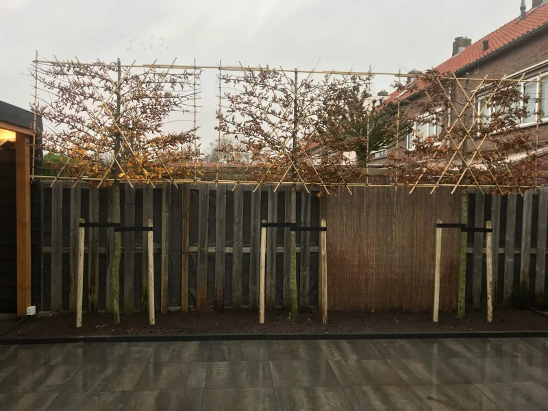 Carpinus Betulus (Leihaagbeuk)-7