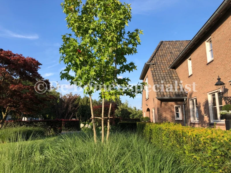 Liquidambar Styraciflua Meerstammig (Amberboom)-5