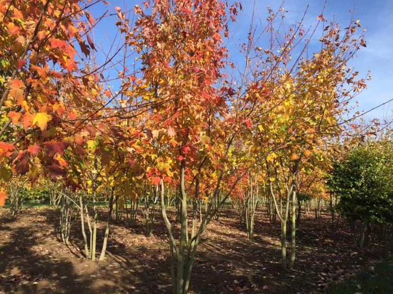 Liquidambar Styraciflua Meerstammig (Amberboom)-6
