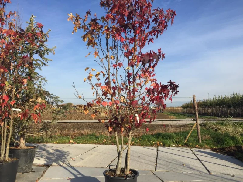Liquidambar Styraciflua Meerstammig (Amberboom)-7