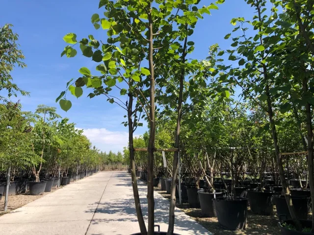 Tilia Europea Pallida Meerstammig (Koningslinde)