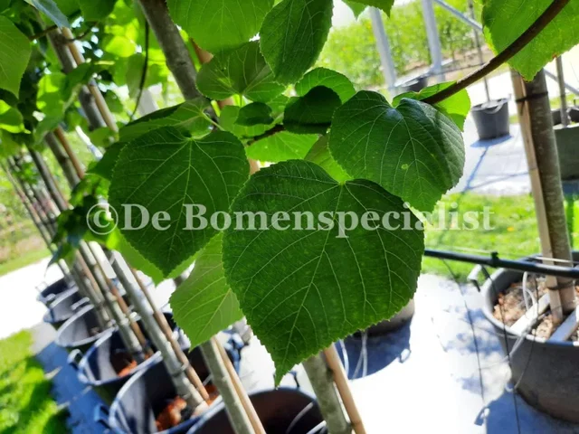 Tilia Europea Pallida Meerstammig (Koningslinde)