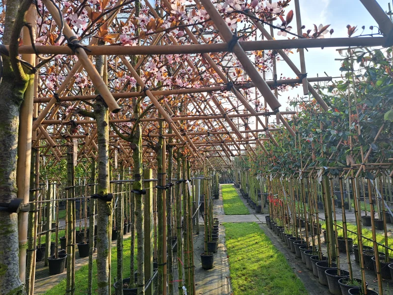 Prunus Cerasifera Nigra Leiboom (Rode Leisierpruim)-3