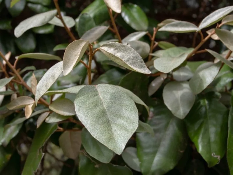 Elaeagnus Ebbingei Compacta Haagplant (Olijfwilg)