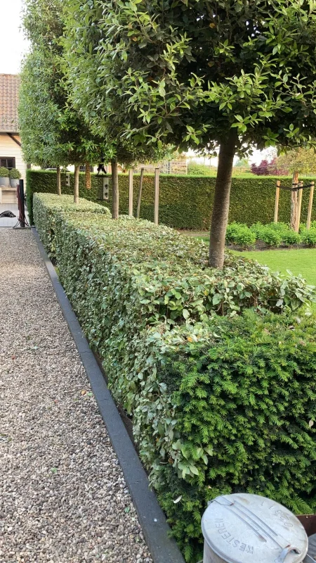 Elaeagnus Ebbingei Compacta Haagplant (Olijfwilg)-3