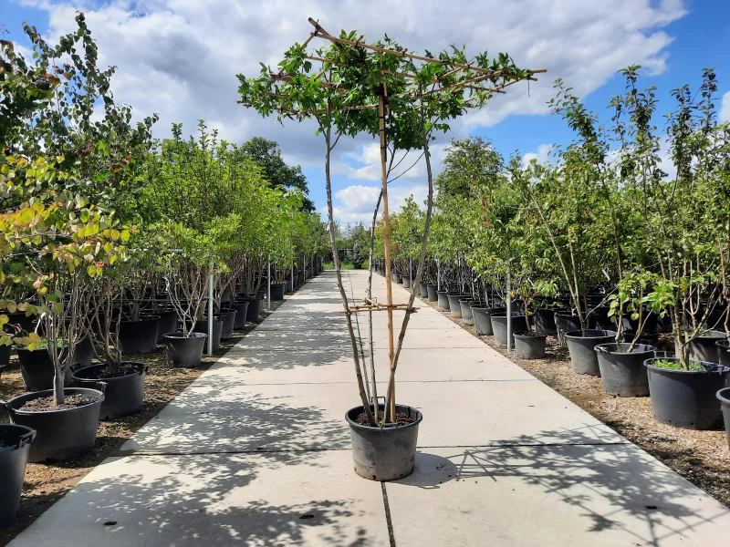 Meerstammige Dakamber (Liquidambar Styraciflua)