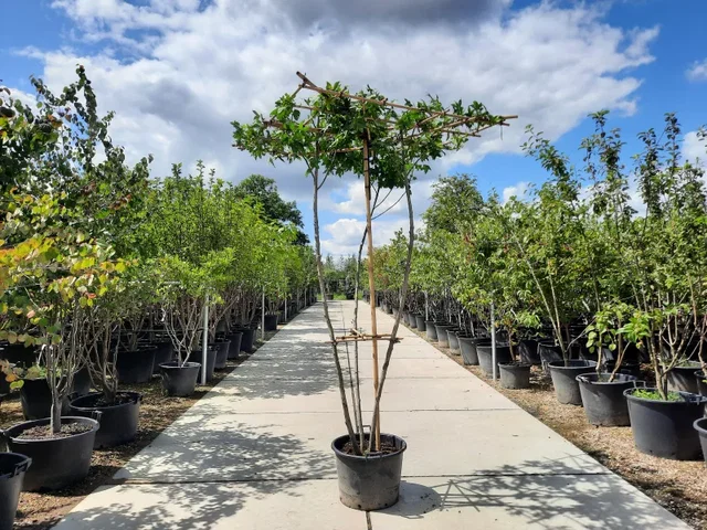 Meerstammige Dakamber (Liquidambar Styraciflua)