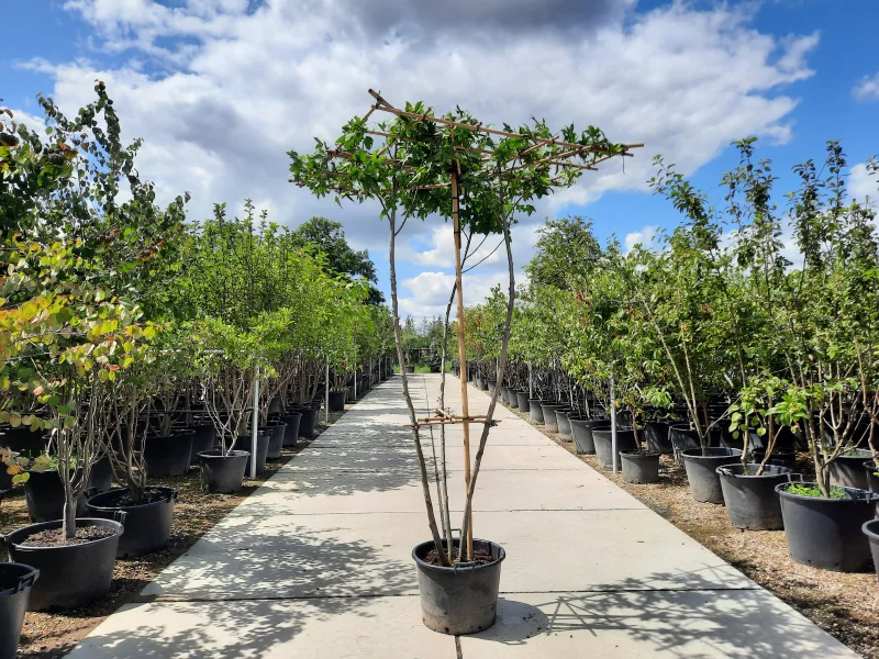 Meerstammige Dakamber (Liquidambar Styraciflua)