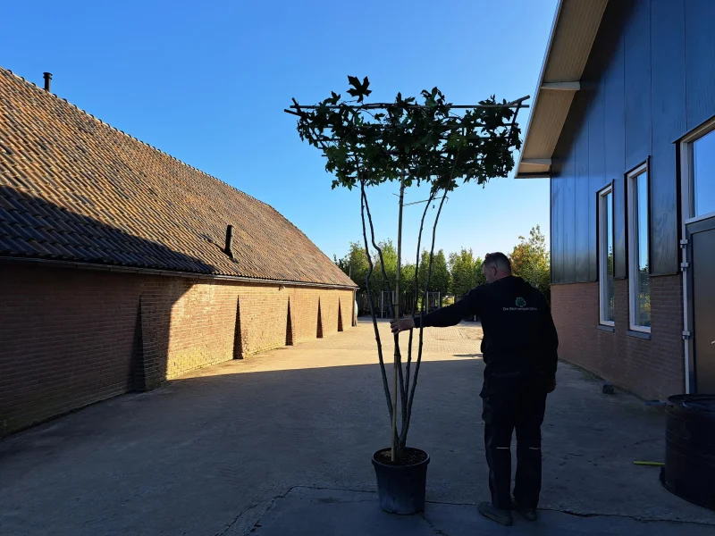 Meerstammige Dakamber (Liquidambar Styraciflua)-3