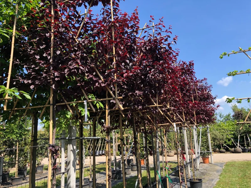 Prunus Cerasifera Nigra Leiboom (Rode Leisierpruim)-4