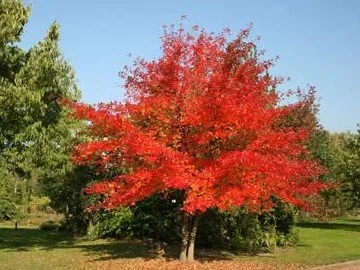 Nyssa Sylvatica Meerstammig (Zwarte Tupeloboom)