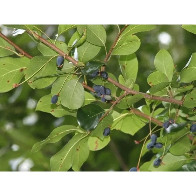 Nyssa Sylvatica Meerstammig (Zwarte Tupeloboom)