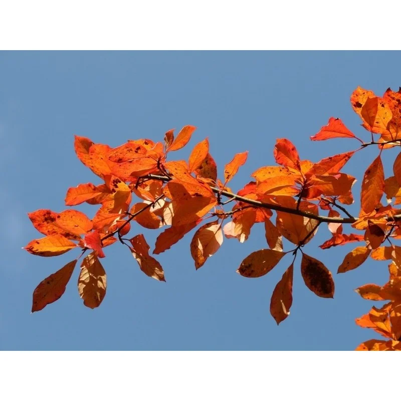 Nyssa Sylvatica Meerstammig (Zwarte Tupeloboom)-3