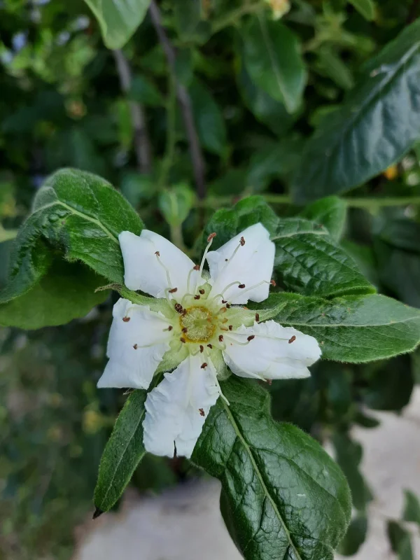 Mespilus Germanica laagstam (Mispel)-4
