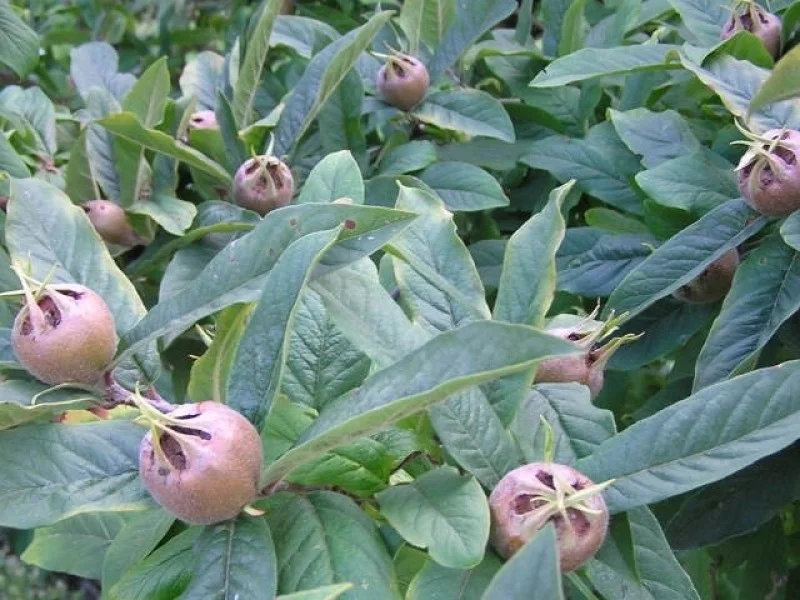 Mespilus Germanica laagstam (Mispel)-5