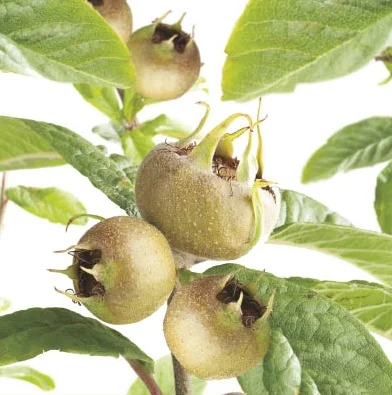 Mespilus Germanica laagstam (Mispel)-6