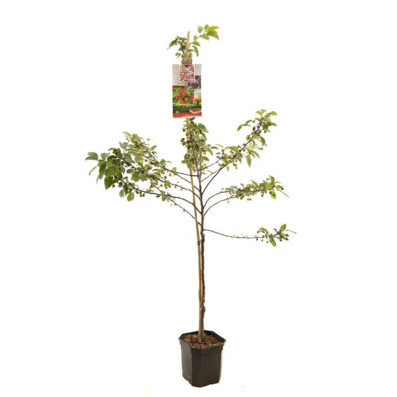 Malus Red Sentinel Laagstam (Sierappel)