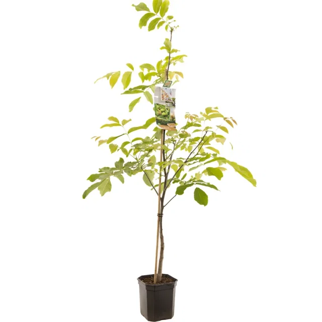 Juglans Regia Laagstam (Walnoot)