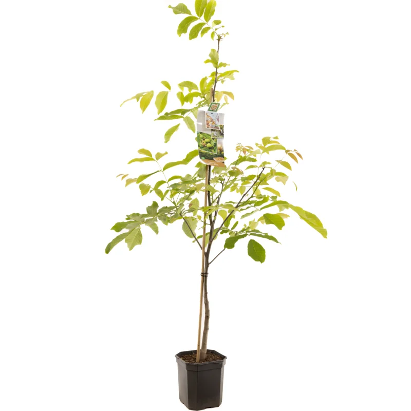 Juglans Regia Laagstam (Walnoot)