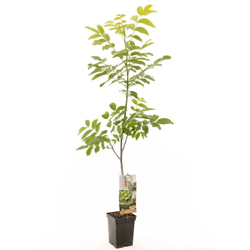 Juglans Regia Laagstam (Walnoot)-2