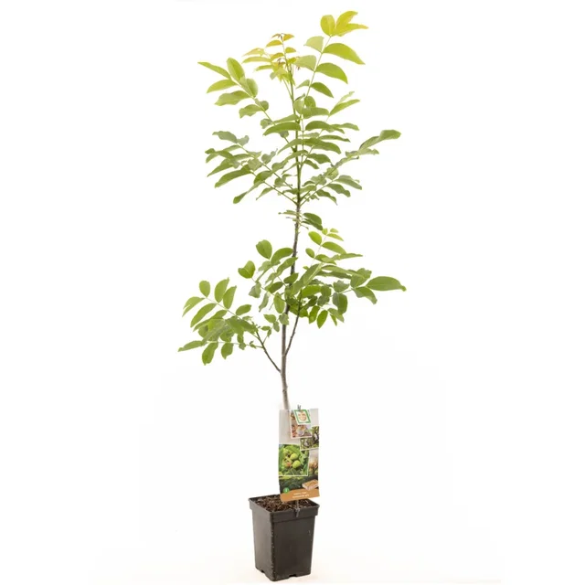 Juglans Regia Laagstam (Walnoot)