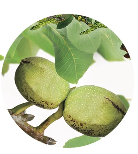 Juglans Regia Laagstam (Walnoot)-3