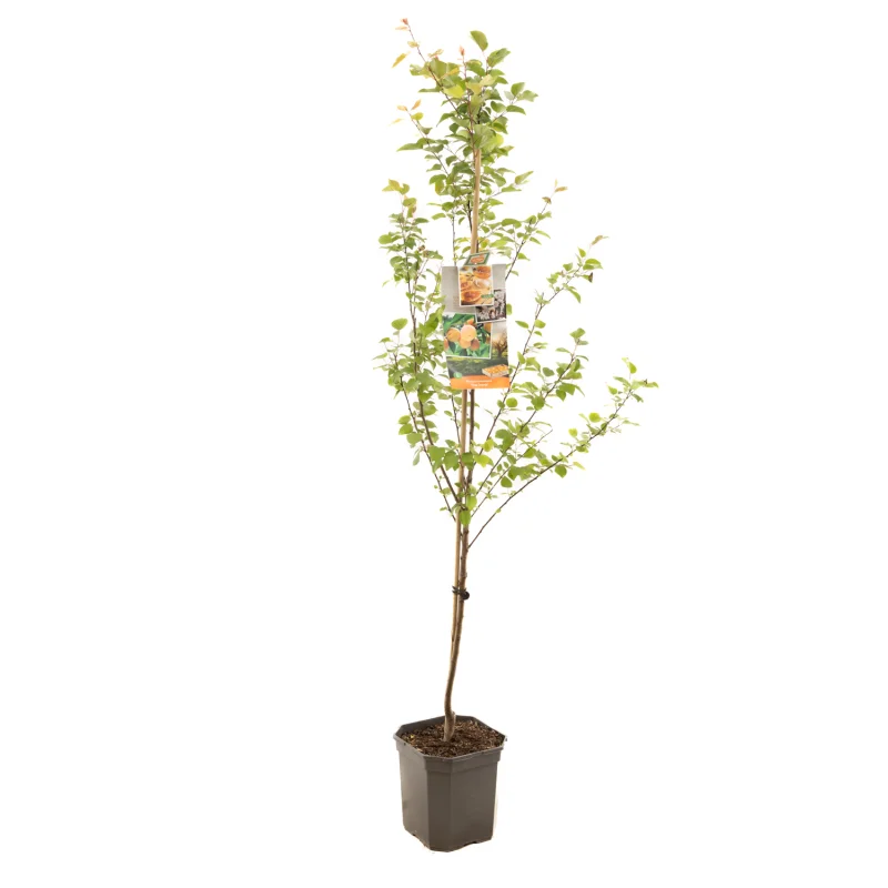 Prunus armeniaca Tros Oranje Laagstam (Abrikoos)-1