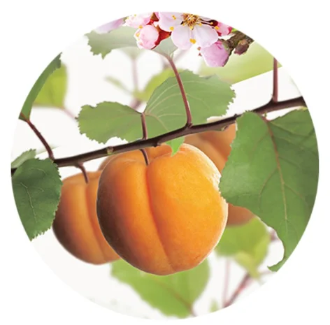 Prunus armeniaca Tros Oranje Laagstam (Abrikoos)-2