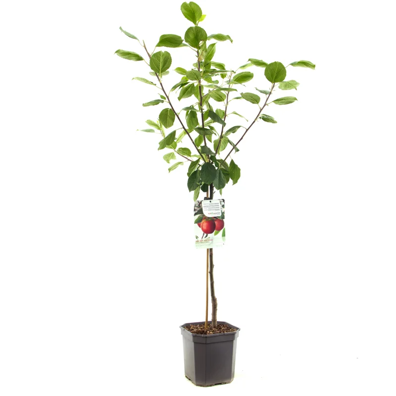 Malus domestica Selena Laagstam (Rode Handappel)-1