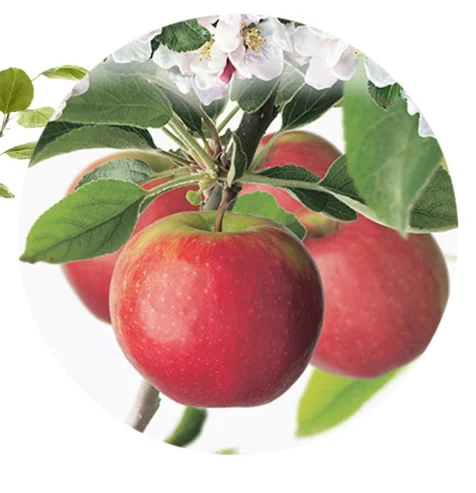 Malus domestica Selena Laagstam (Rode Handappel)