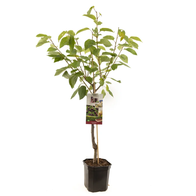 Prunus avium Sunburst Laagstam (Zoete Kers)-1