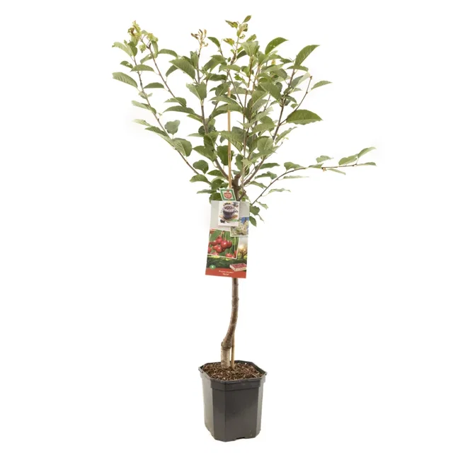 Prunus cerasus Morel Laagstam (Zure Kers)