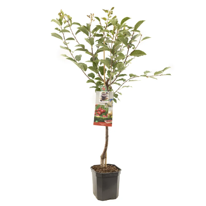 Prunus cerasus Morel Laagstam (Zure Kers)