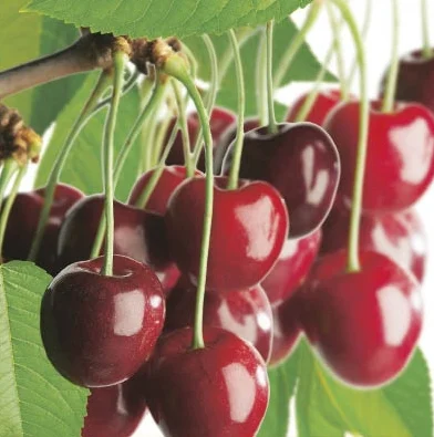 Prunus cerasus Morel Laagstam (Zure Kers)-2