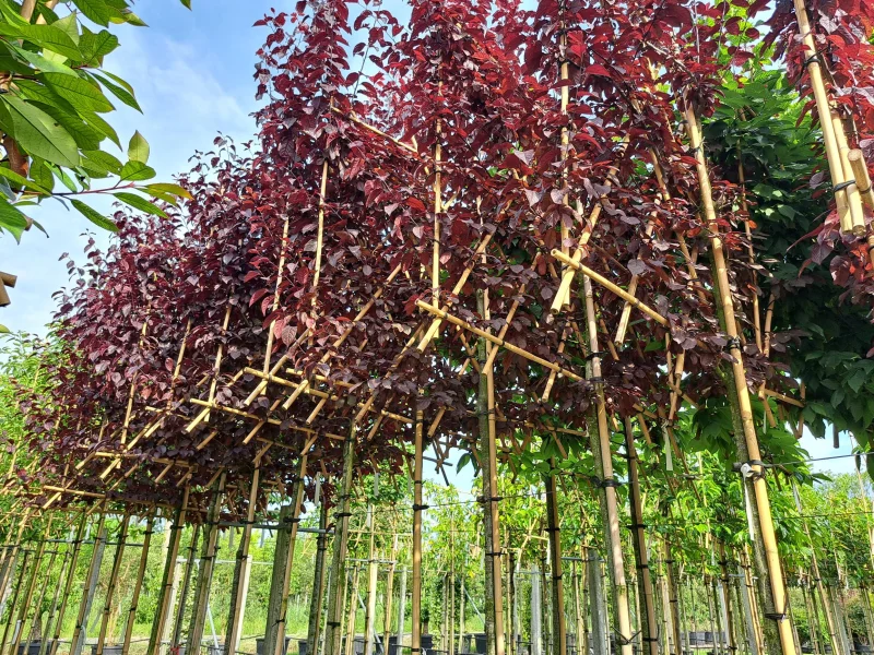 Prunus Cerasifera Nigra Leiboom (Rode Leisierpruim)-5