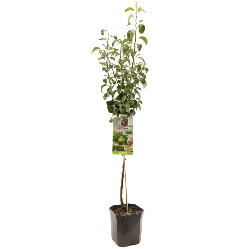Pyrus communis Clapp's Favourite Laagstam (Handpeer)-1