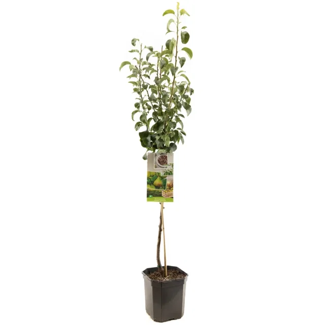 Pyrus communis Clapp's Favourite Laagstam (Handpeer)