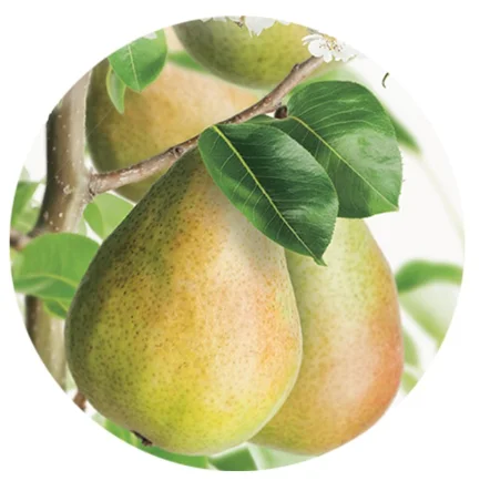 Pyrus communis Clapp's Favourite Laagstam (Handpeer)-2