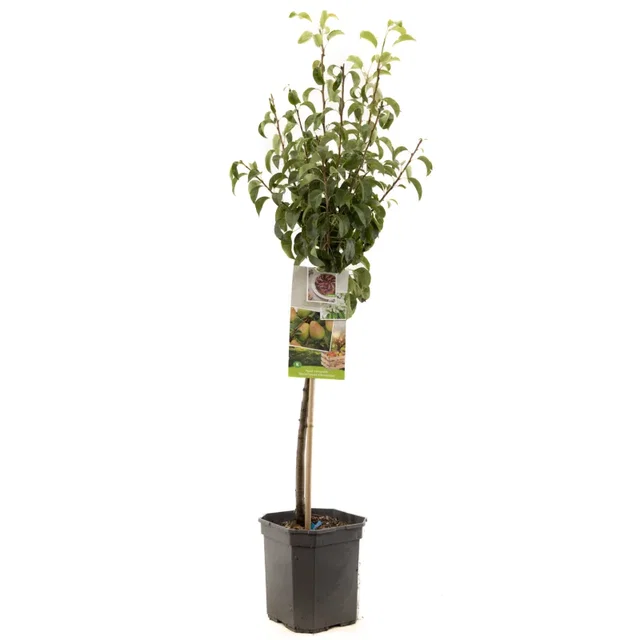 Pyrus communis Bonne Louise Laagstam (Handpeer)