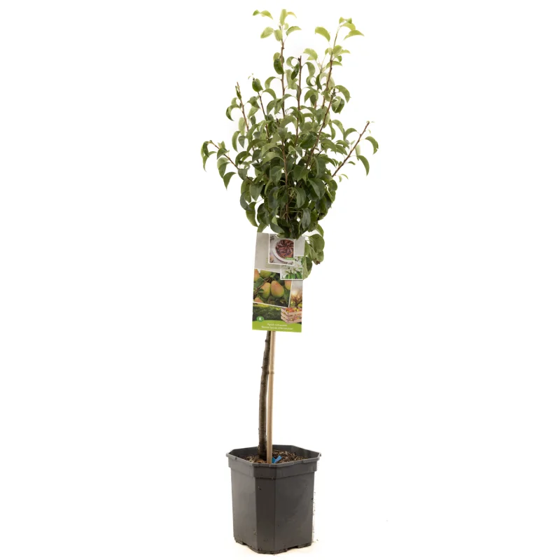 Pyrus communis Bonne Louise Laagstam (Handpeer)