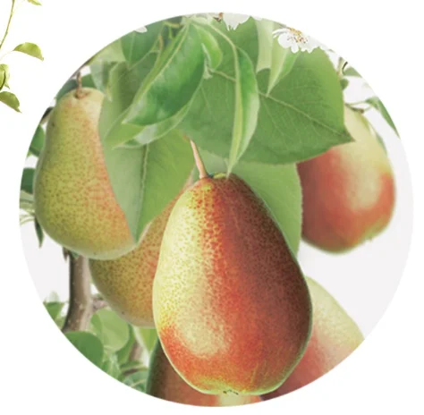 Pyrus communis Bonne Louise Laagstam (Handpeer)-2