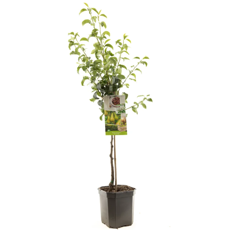 Pyrus communis Concorde Laagstam (Handpeer)-1
