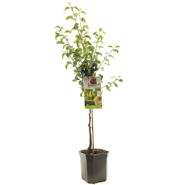 Pyrus communis Concorde Laagstam (Handpeer)