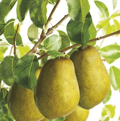 Pyrus communis Concorde Laagstam (Handpeer)