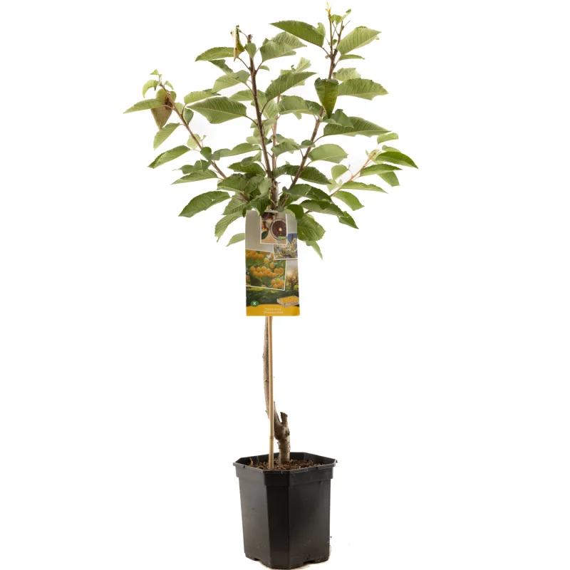 Prunus avium Donissens Gold Laagstam (Gele Kers)-1