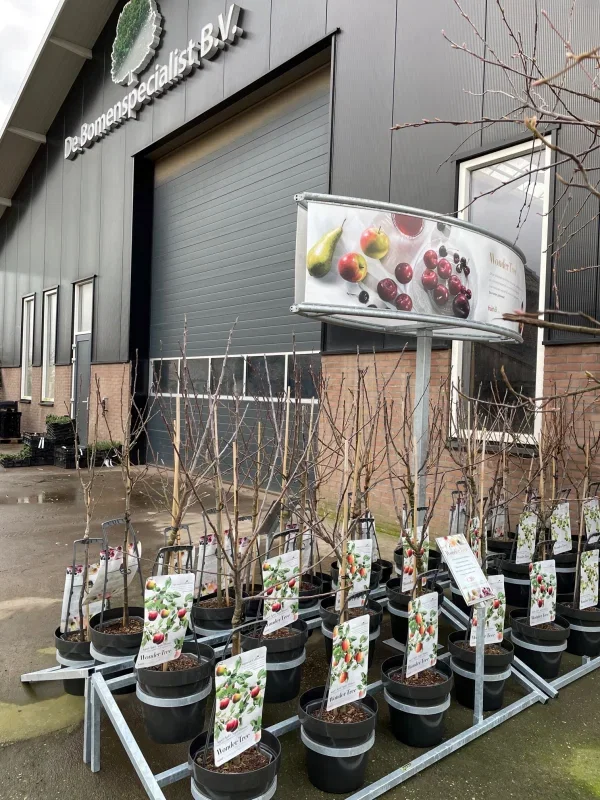 Prunus avium Donissens Gold Laagstam (Gele Kers)