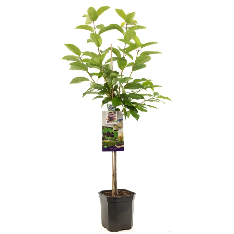 Prunus avium Burlat  Laagstam (Zoete Kers)-1
